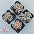 Graptoveria White Dew
