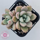 Graptoveria White Dew
