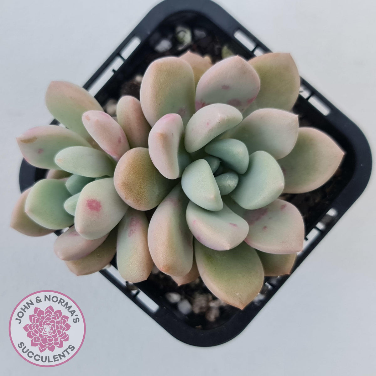 Graptoveria White Dew