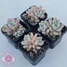 Graptoveria White Dew