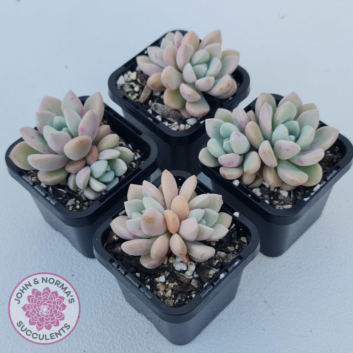 Graptoveria White Dew