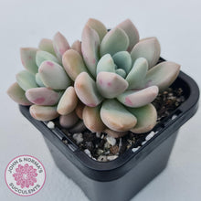 Load image into Gallery viewer, Graptoveria White Dew - John &amp; Norma&#39;s Succulents Australia
