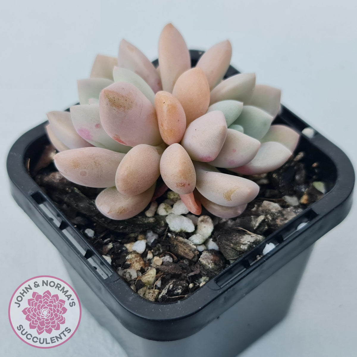 Graptoveria White Dew