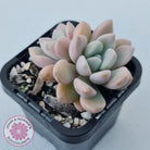 Graptoveria White Dew