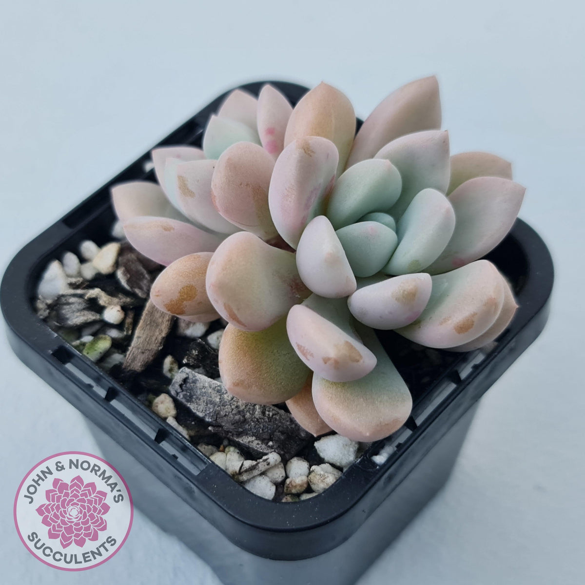 Graptoveria White Dew