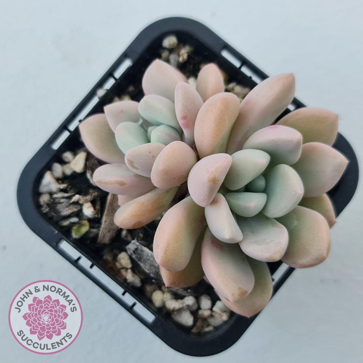 Graptoveria White Dew