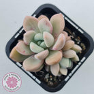 Graptoveria White Dew