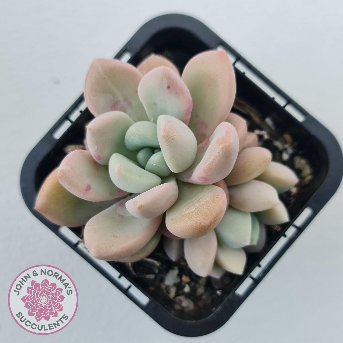 Graptoveria White Dew