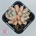 Graptoveria White Dew