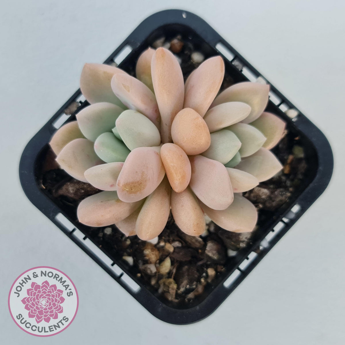 Graptoveria White Dew