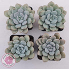 Graptoveria White Dew