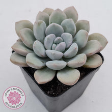 Load image into Gallery viewer, Graptoveria &#39;White Dew&#39; plant for sale. Single head plant displayed in 7cm pot.
