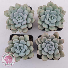 Load image into Gallery viewer, Graptoveria &#39;White Dew&#39; plants for sale. Group of four stunning plants shown in 7cm pots
