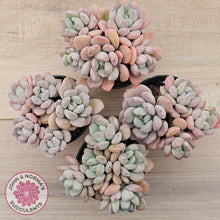 Load image into Gallery viewer, Graptoveria White Dew - (Same Plants)
