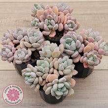 Load image into Gallery viewer, Graptoveria White Dew - (Same Plants)
