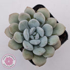 Graptoveria White Dew