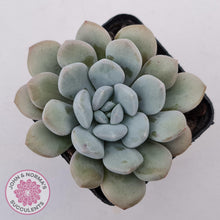 Load image into Gallery viewer, Graptoveria &#39;White Dew&#39; plant for sale. Single head plant displayed in 7cm pot.
