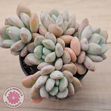 Load image into Gallery viewer, Graptoveria White Dew - (Same Plants)

