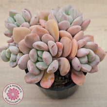 Load image into Gallery viewer, Graptoveria White Dew - (Same Plants)
