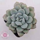 Graptoveria White Dew