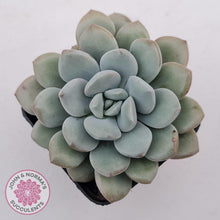 Load image into Gallery viewer, Graptoveria &#39;White Dew&#39; plant for sale. Single head plant displayed in 7cm pot.
