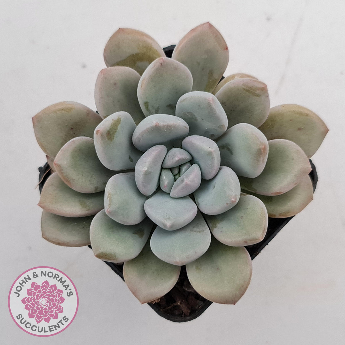 Graptoveria White Dew