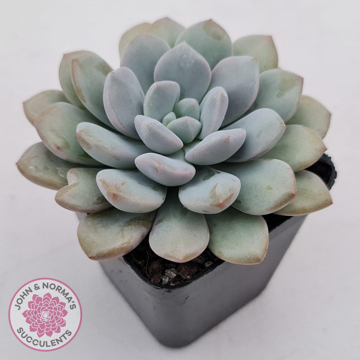 Graptoveria White Dew