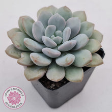 Load image into Gallery viewer, Graptoveria &#39;White Dew&#39; plant for sale. Single head plant displayed in 7cm pot.
