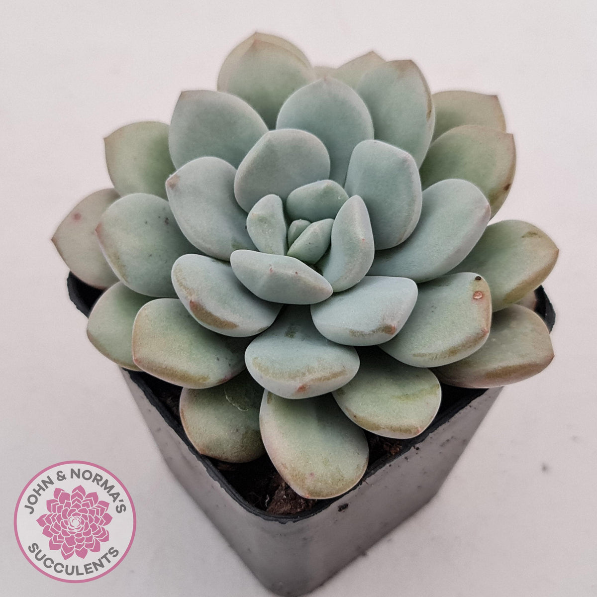 Graptoveria White Dew