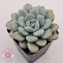 Load image into Gallery viewer, Graptoveria &#39;White Dew&#39; plant for sale. Single head plant displayed in 7cm pot.
