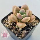 Graptoveria 'avant-garde'
