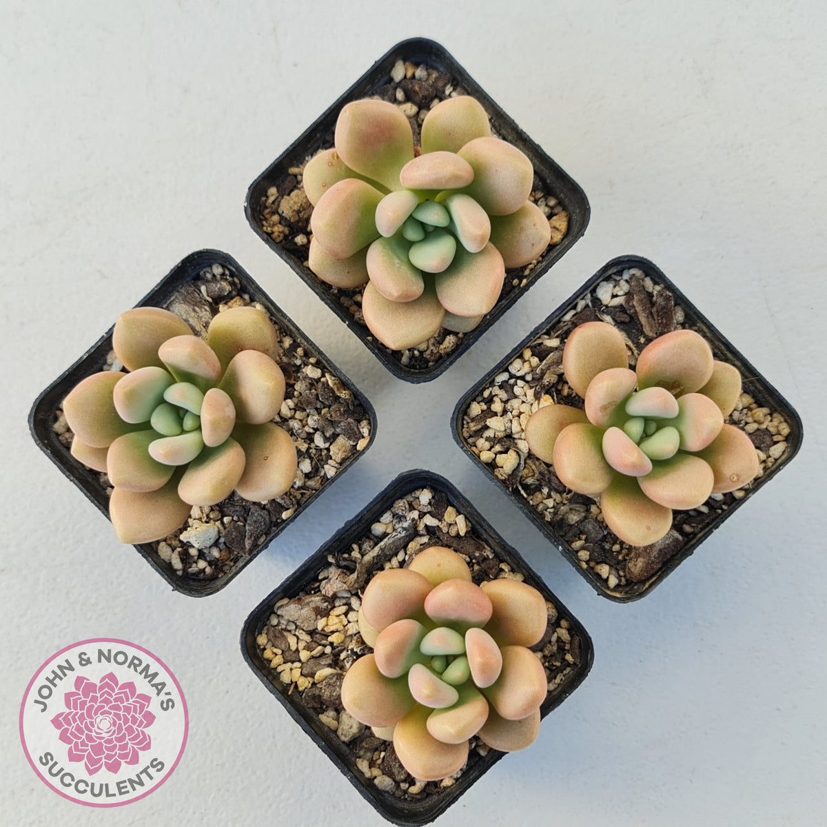 Graptoveria 'avant-garde'