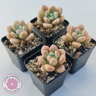 Graptoveria 'avant-garde'