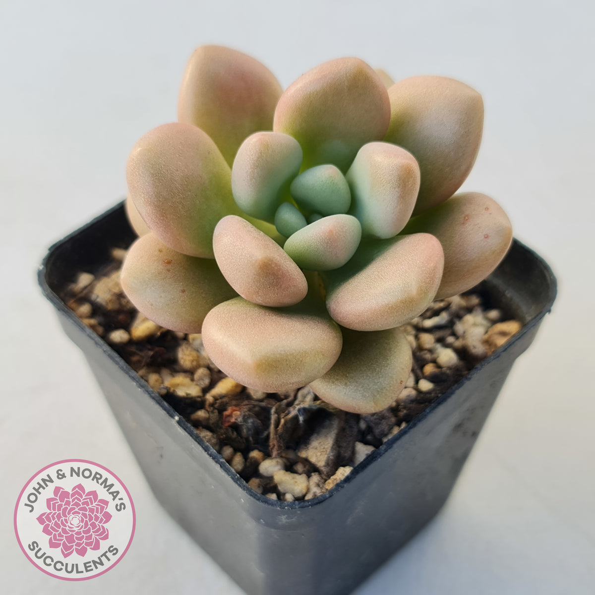 Graptoveria 'avant-garde'