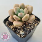 Graptoveria 'avant-garde'