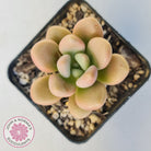 Graptoveria 'avant-garde'