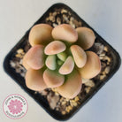 Graptoveria 'avant-garde'