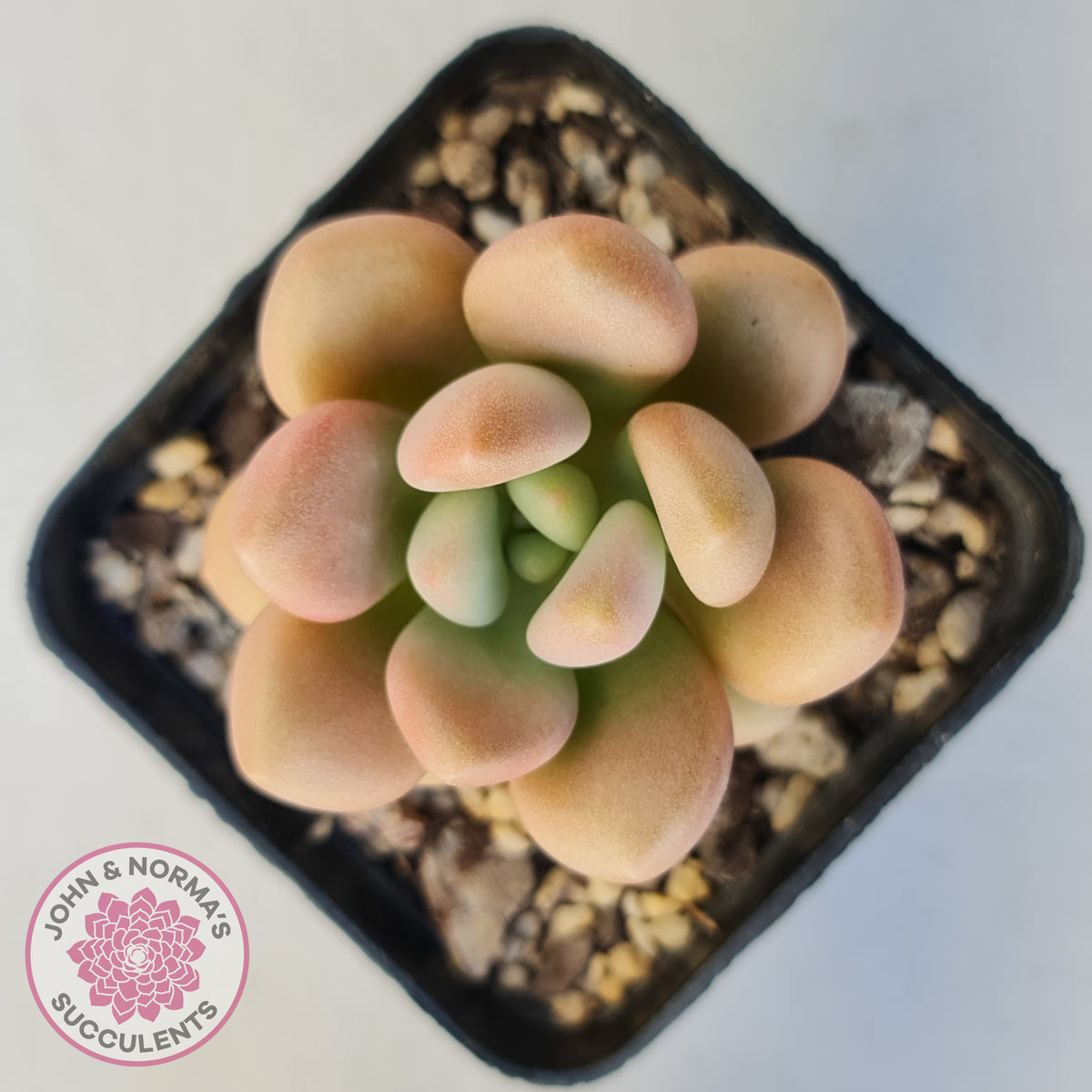 Graptoveria 'avant-garde'