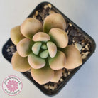Graptoveria 'avant-garde'