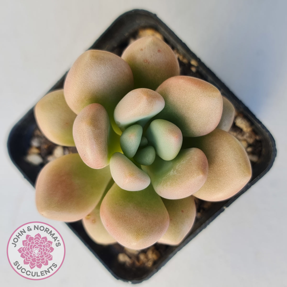 Graptoveria 'avant-garde'