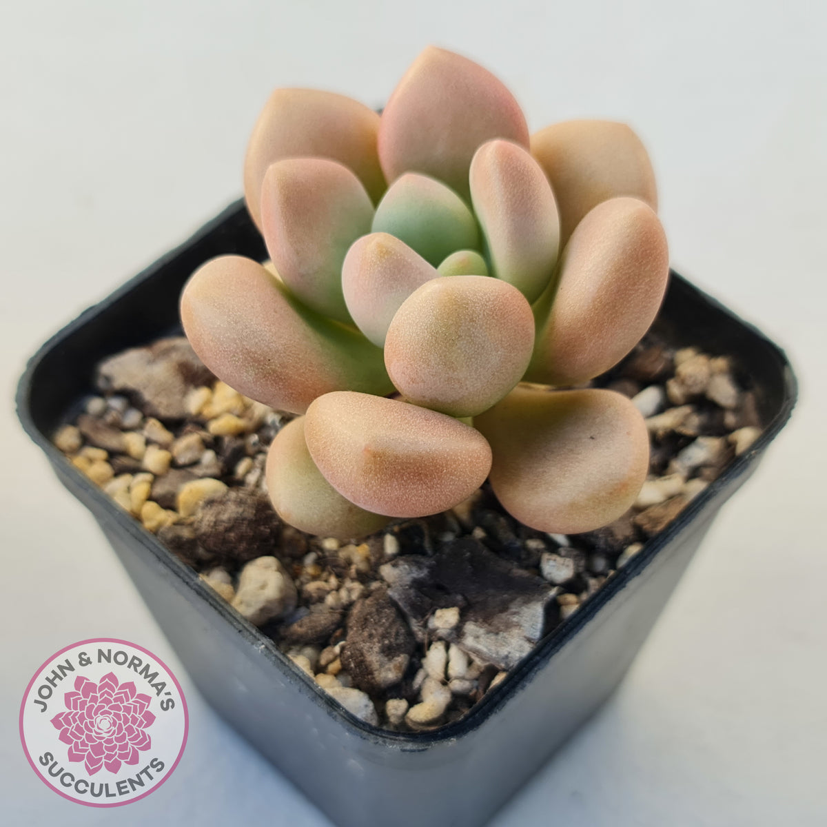 Graptoveria 'avant-garde'