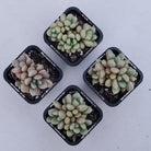 Graptoveria 'avant-garde'