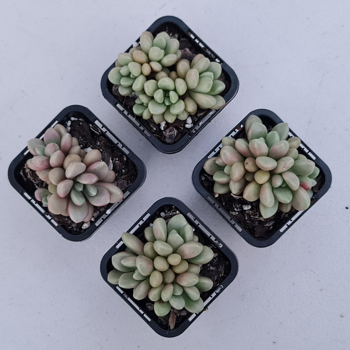Graptoveria 'avant-garde'