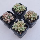 Graptoveria 'avant-garde'