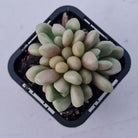 Graptoveria 'avant-garde'