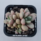 Graptoveria 'avant-garde'