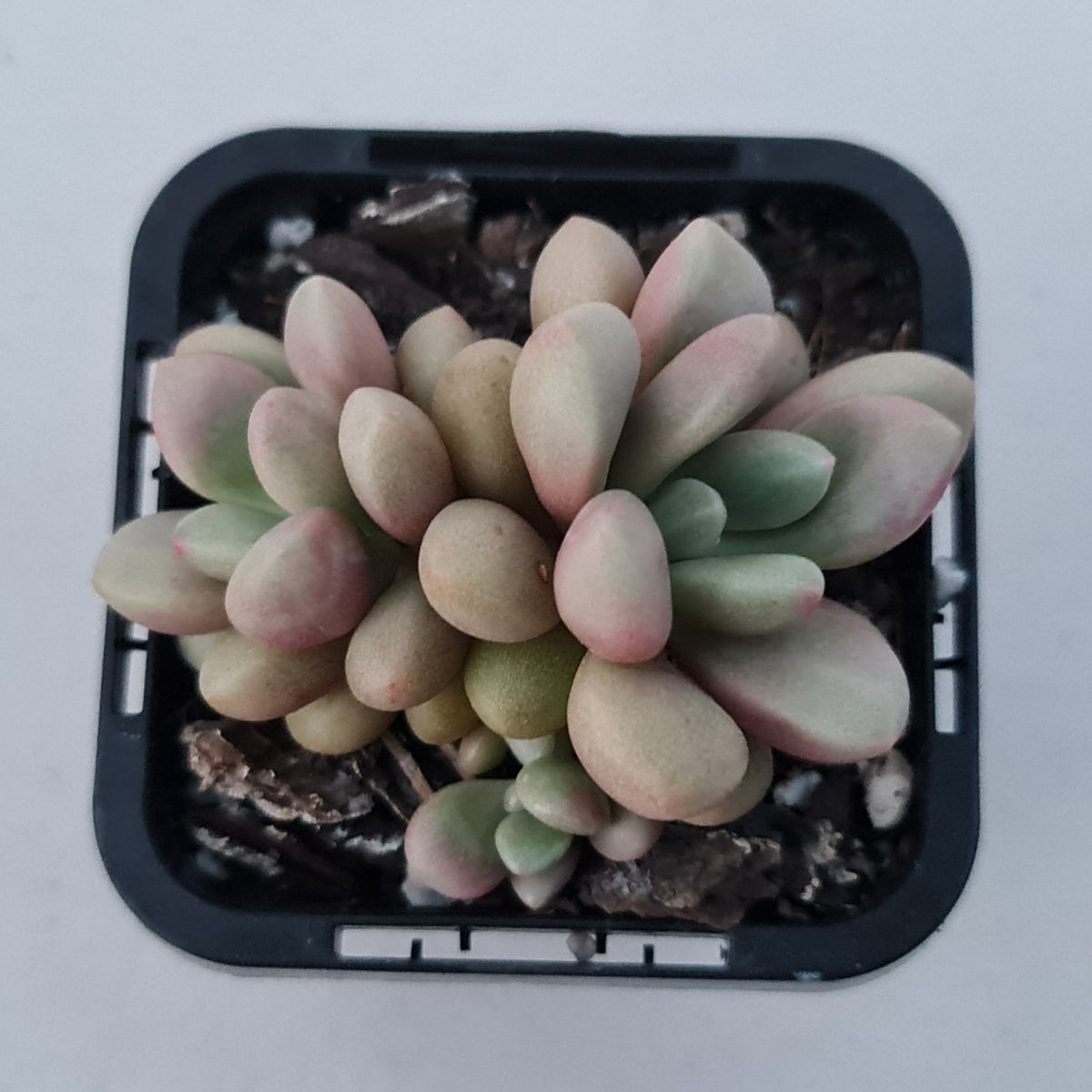Graptoveria 'avant-garde'