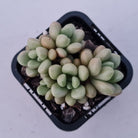 Graptoveria 'avant-garde'