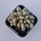Graptoveria 'avant-garde'