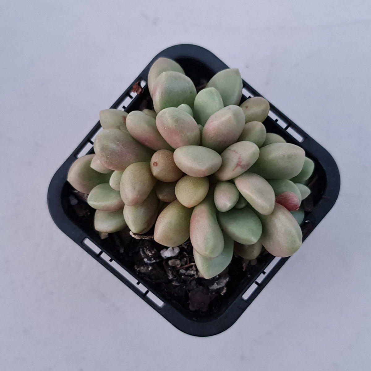 Graptoveria 'avant-garde'